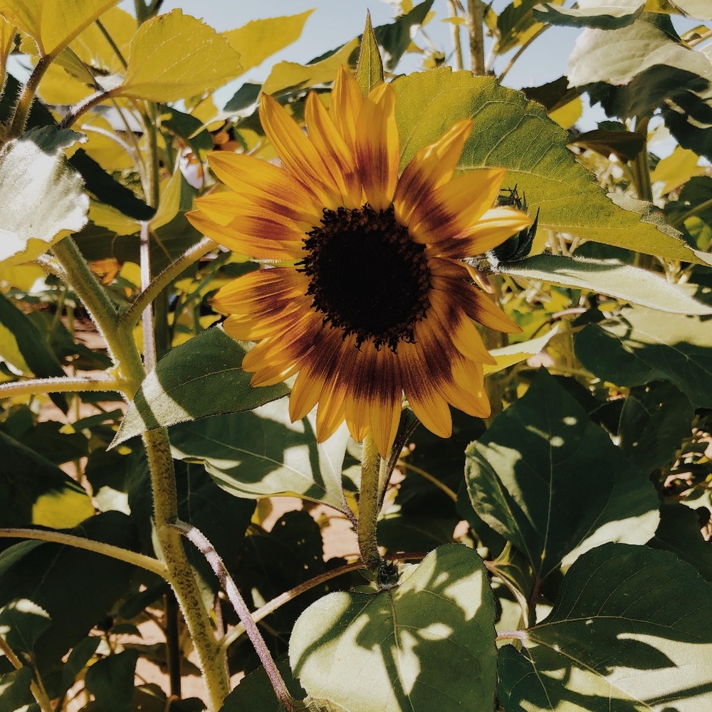 Meet your Posher, Molly